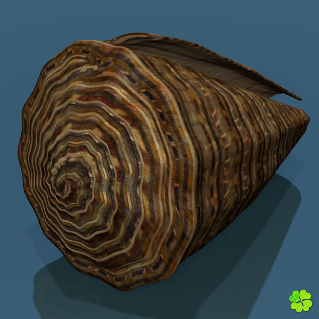 Conus shell low poly Low-poly 3D model_24