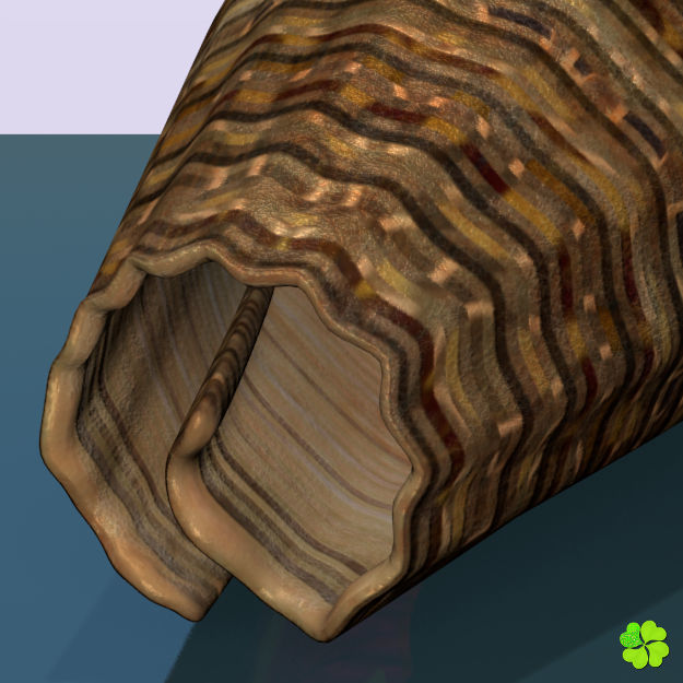 Conus shell low poly Low-poly 3D model_77