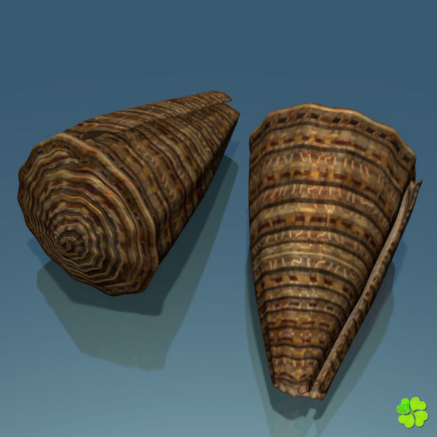 Conus shell low poly Low-poly 3D model_9