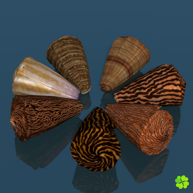 Conus shell low poly Low-poly 3D model_30