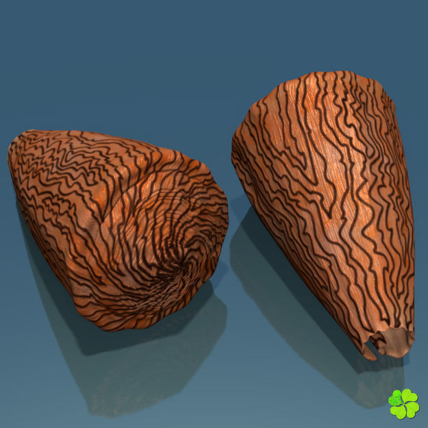 Conus shell low poly Low-poly 3D model_5