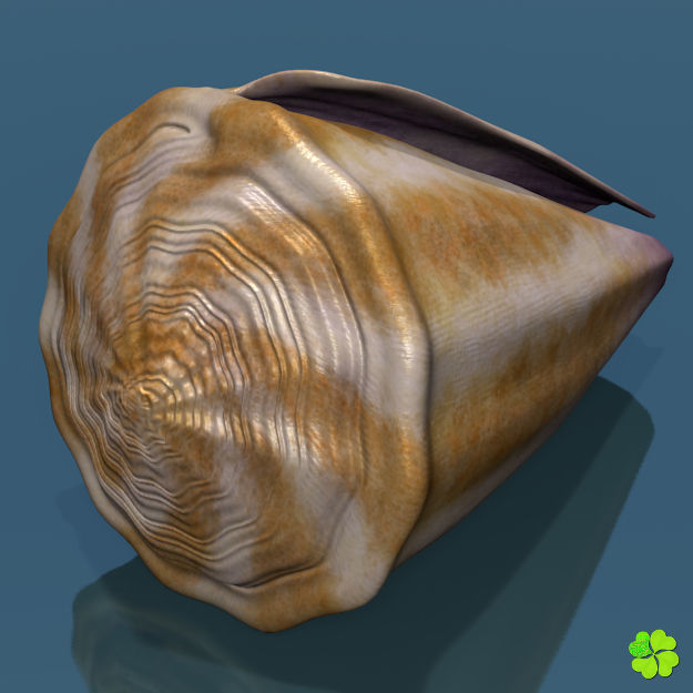 Conus shell low poly Low-poly 3D model_25
