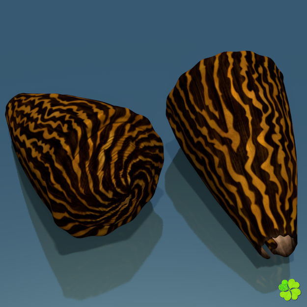 Conus shell low poly Low-poly 3D model_6