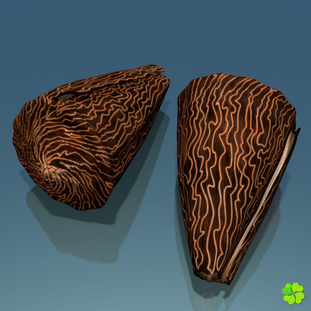 Conus shell low poly Low-poly 3D model_14