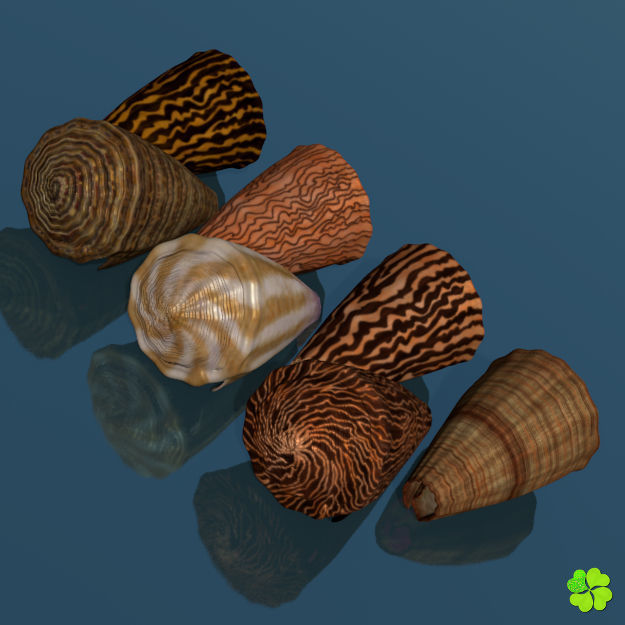 Conus shell low poly Low-poly 3D model_75