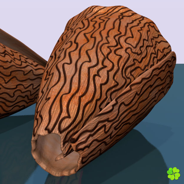 Conus shell low poly Low-poly 3D model_20
