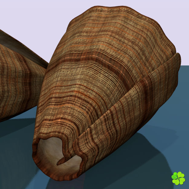 Conus shell low poly Low-poly 3D model_16