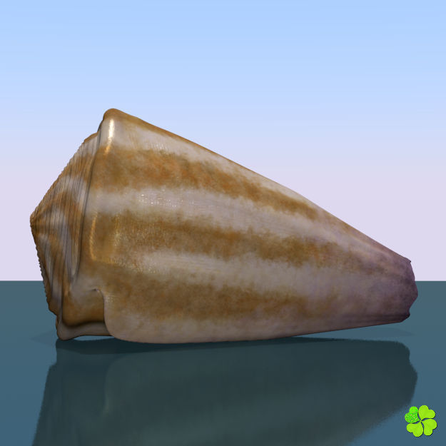 Conus shell low poly Low-poly 3D model_48