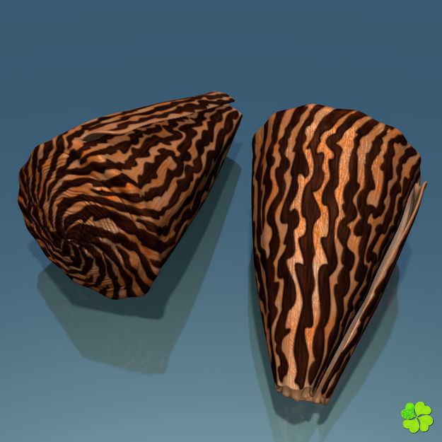 Conus shell low poly Low-poly 3D model_11