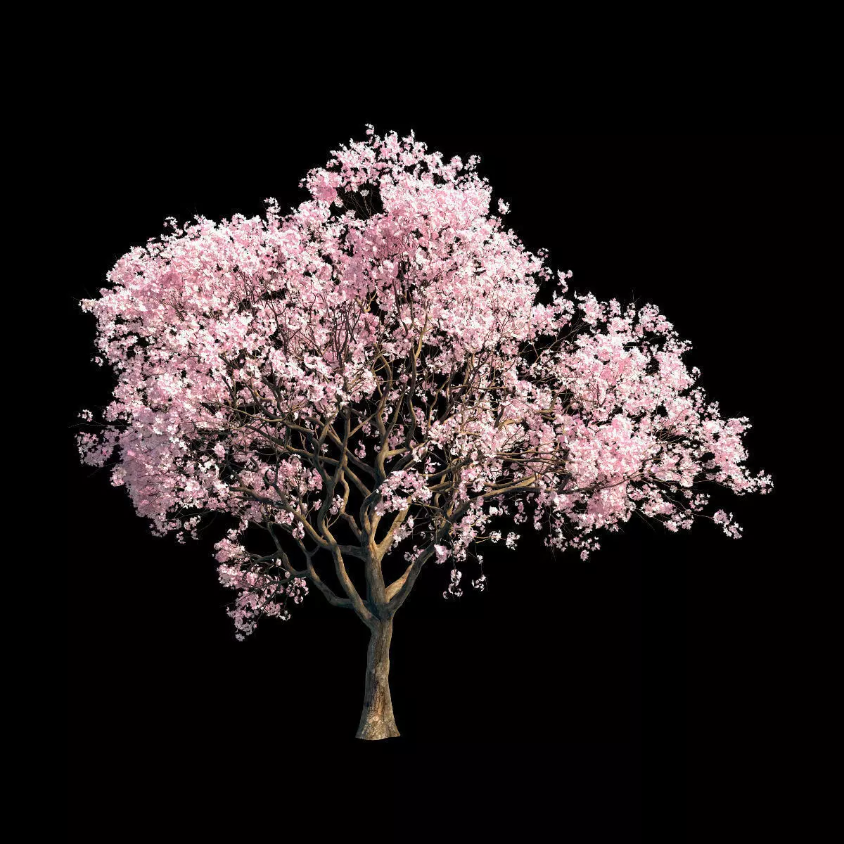 Sakura 6 cherry blossom tree 3D model_0