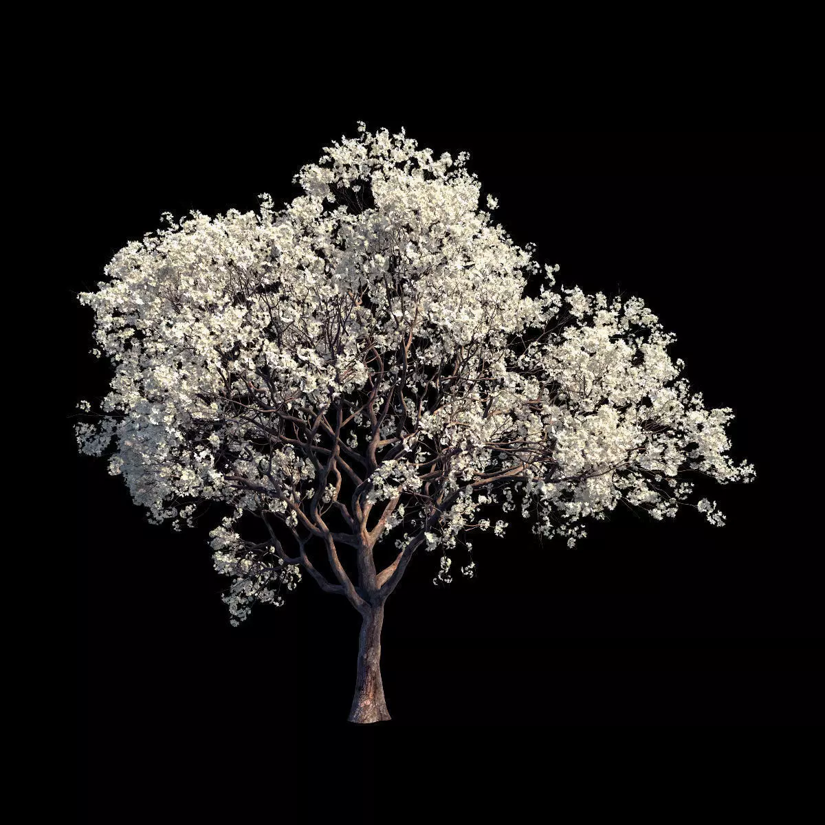 Sakura White 6 3D model_0