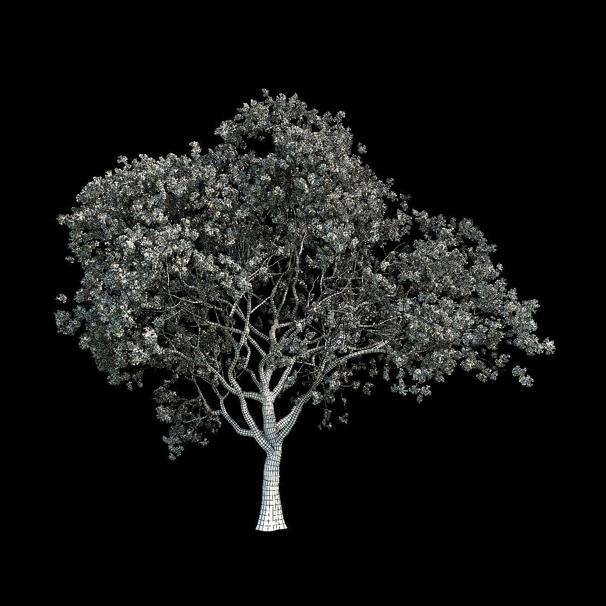 Sakura White 6 3D model_1