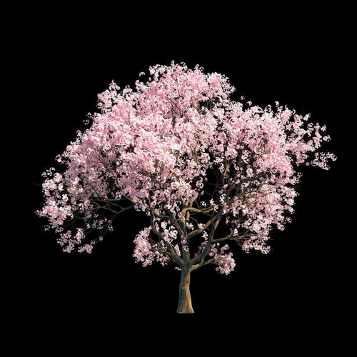 Sakura 7 cherry blossom tree 3D model