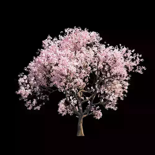 Sakura 7 cherry blossom tree