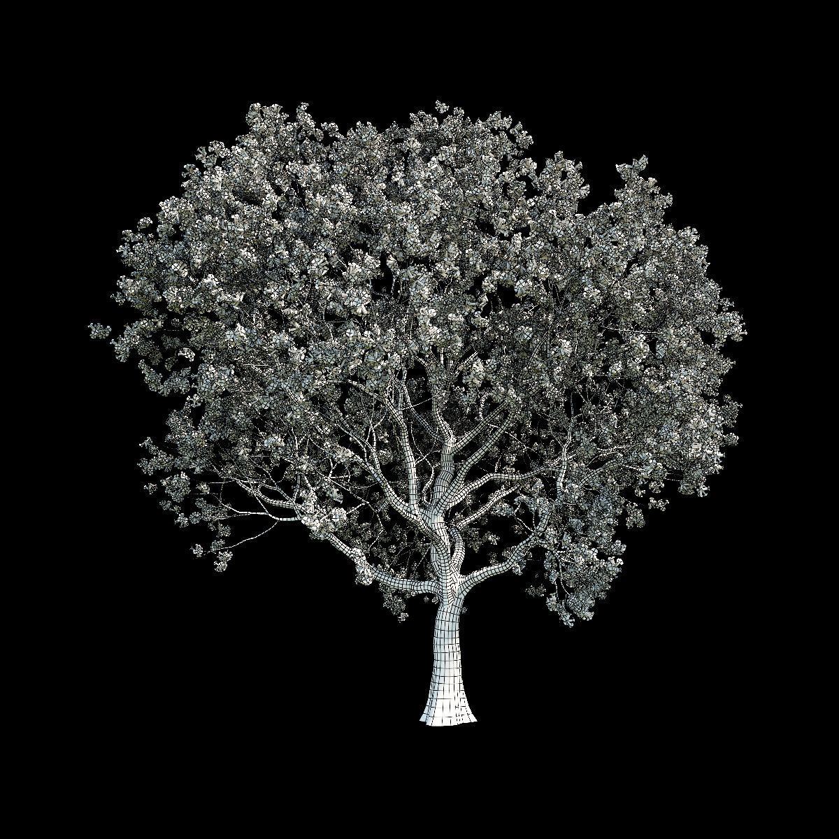 Sakura 8 cherry blossom tree 3D model_1