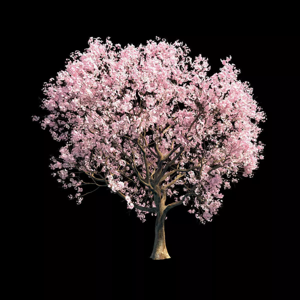 Sakura 8 cherry blossom tree 3D model_0
