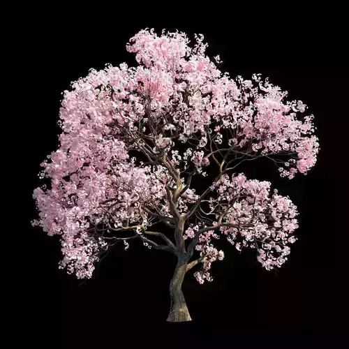Sakura 9 cherry blossom tree 3D model