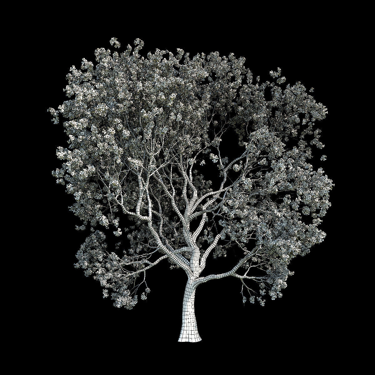 Sakura 10 3D model_1