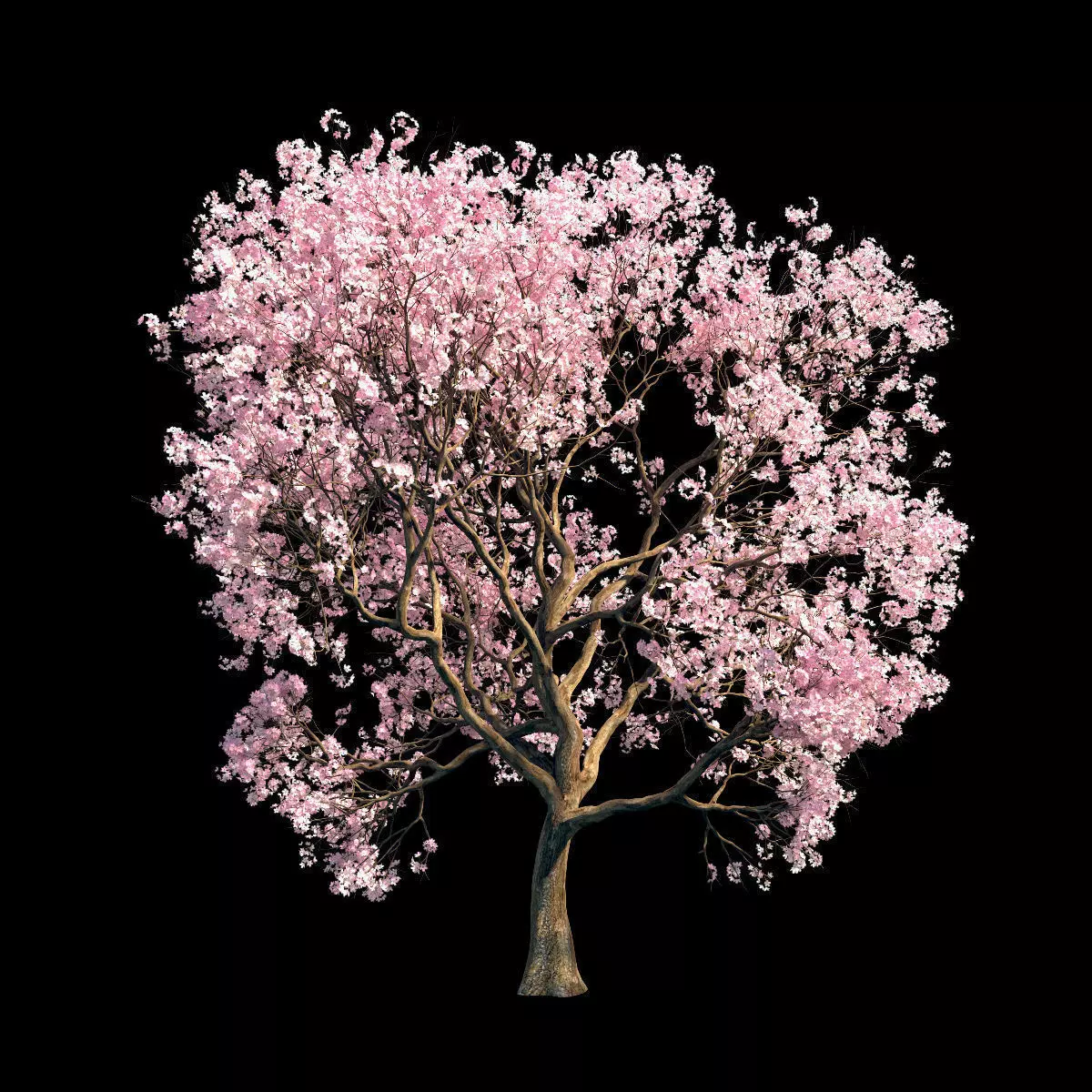 Sakura 10 3D model_0
