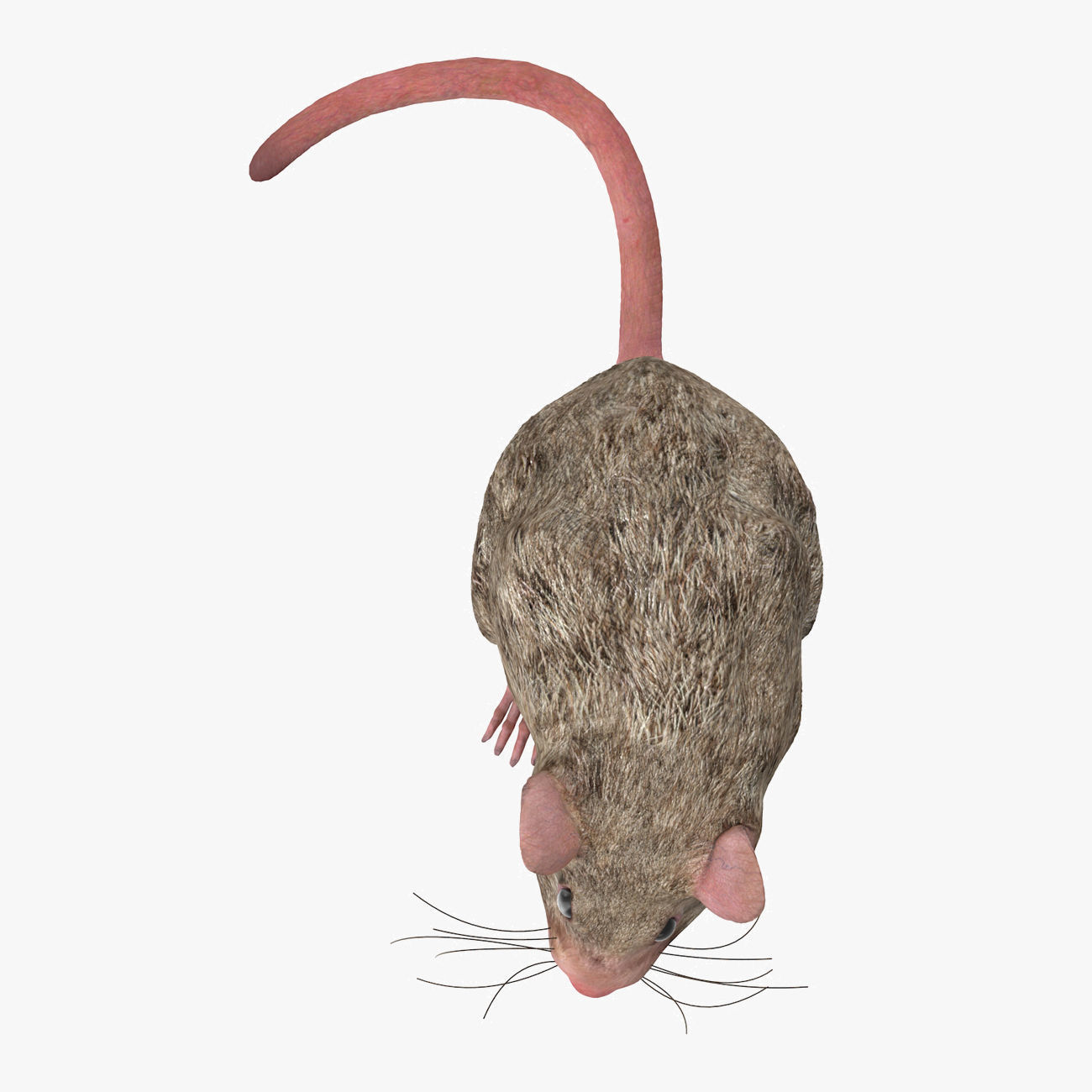 Rat with fur 3D model_6