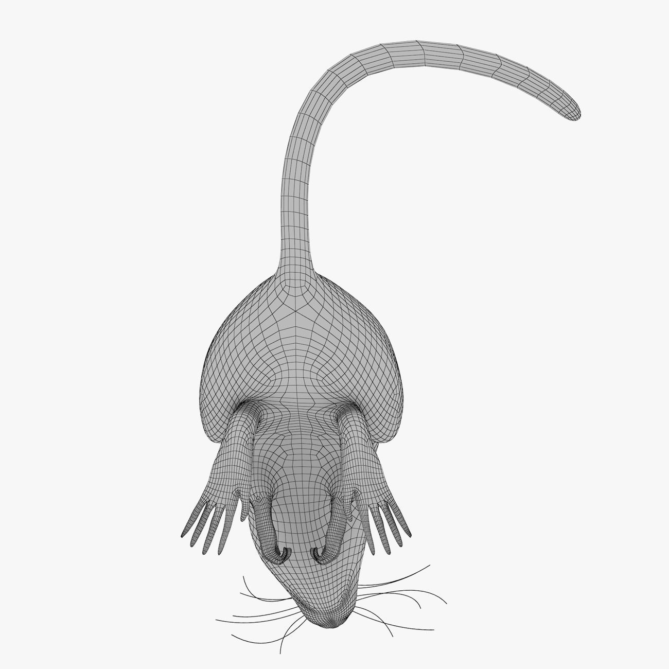 Rat with fur 3D model_16