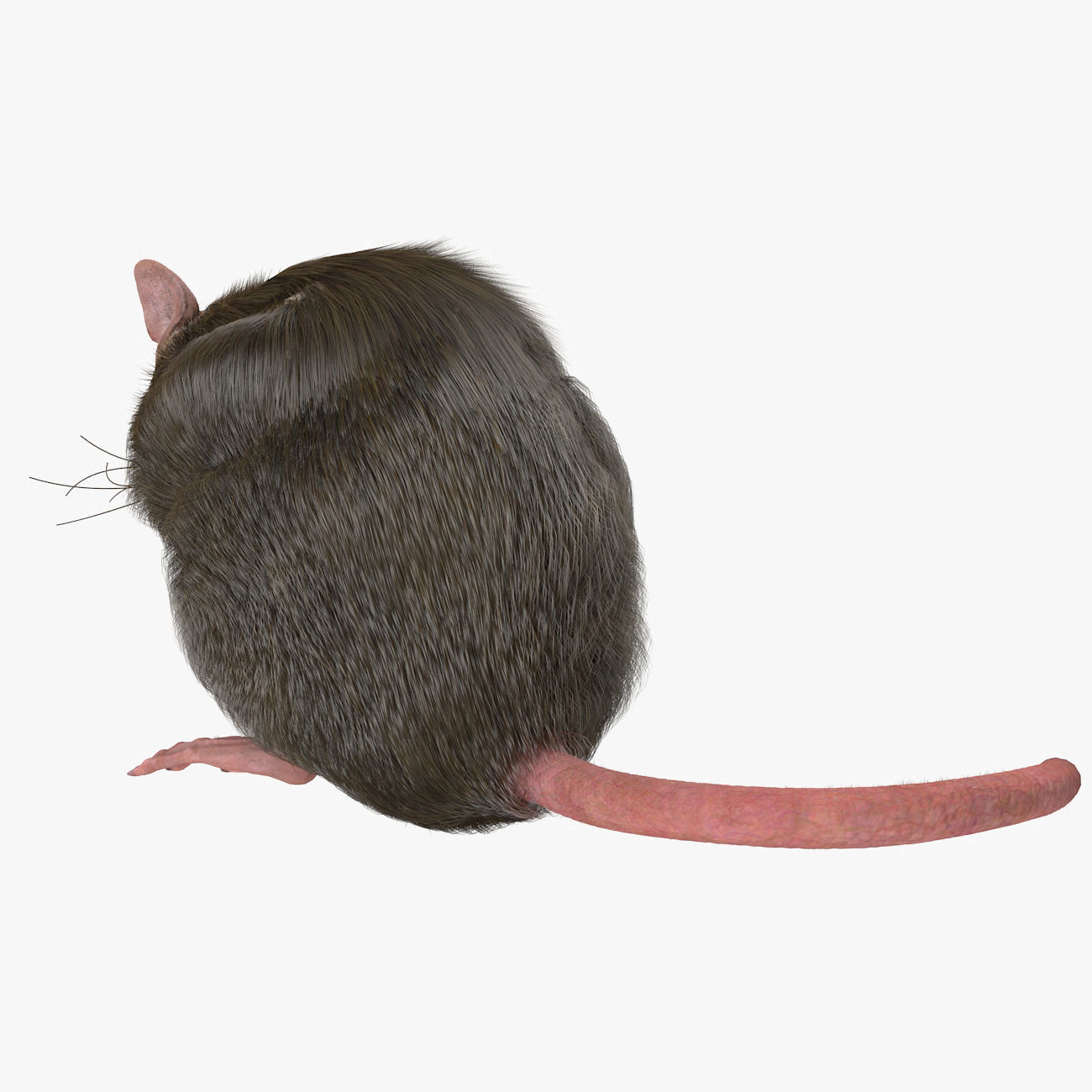 Rat with fur 3D model_3