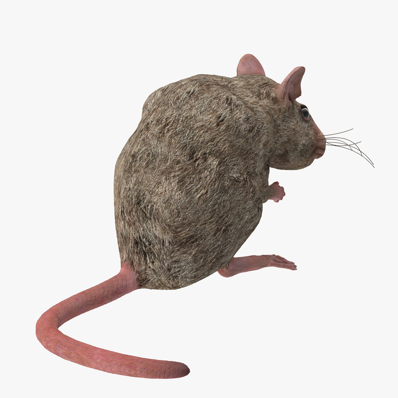 Rat with fur 3D model_8