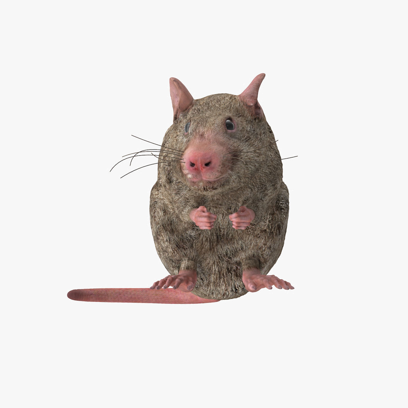 Rat with fur 3D model_9