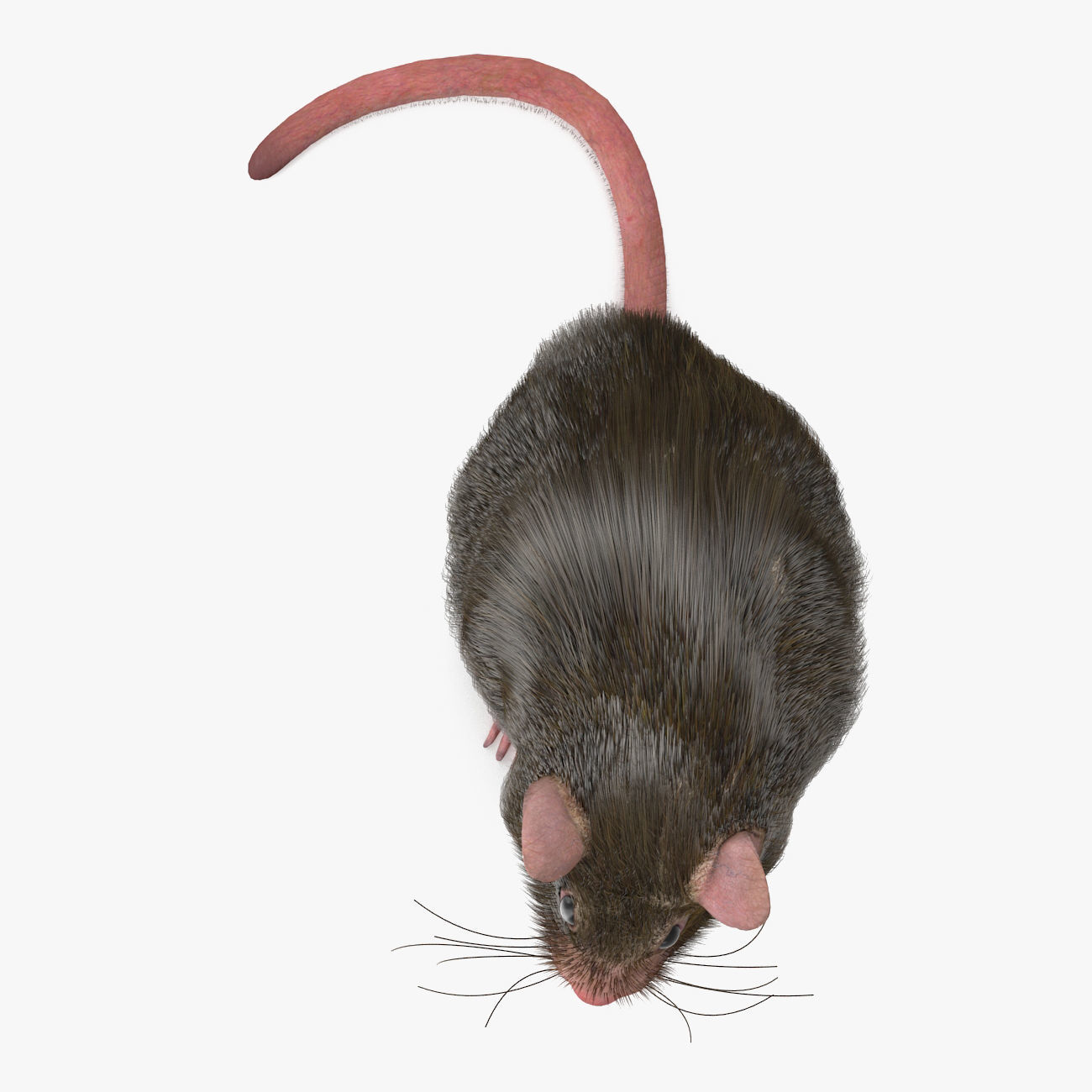 Rat with fur 3D model_1