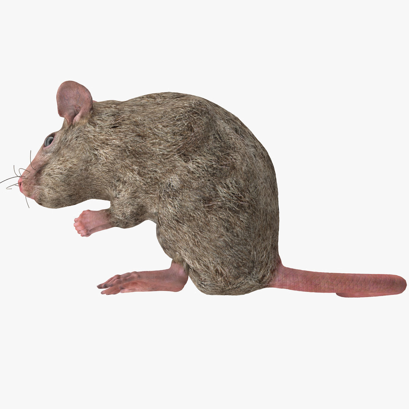 Rat with fur 3D model_7