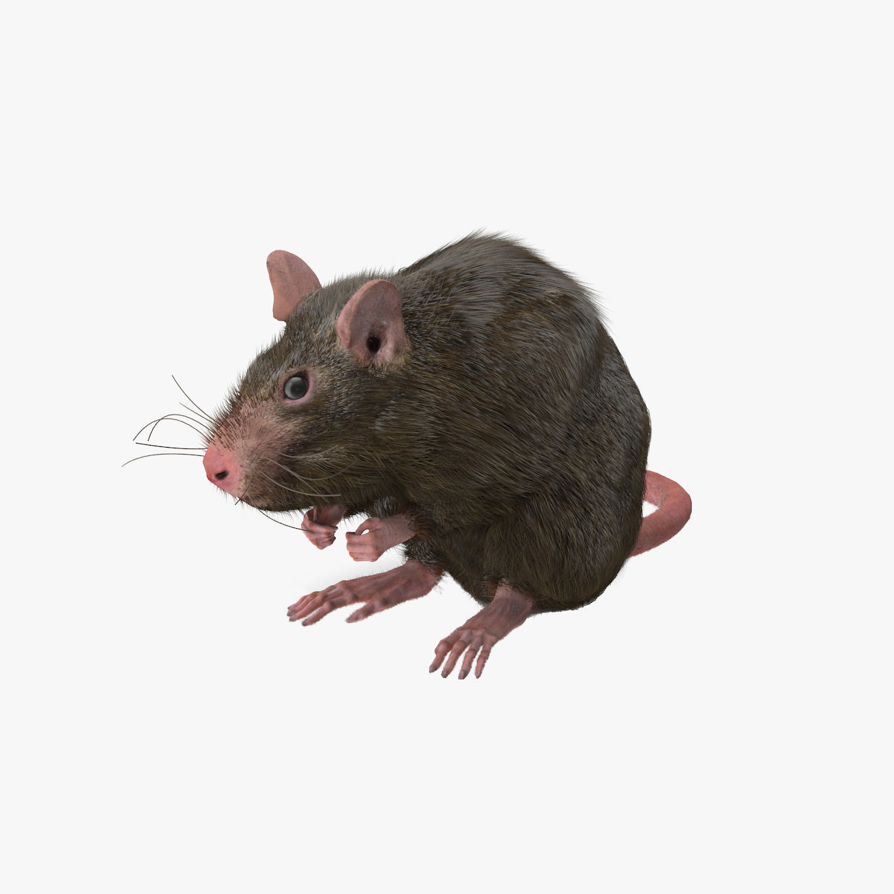 Rat with fur 3D model_2