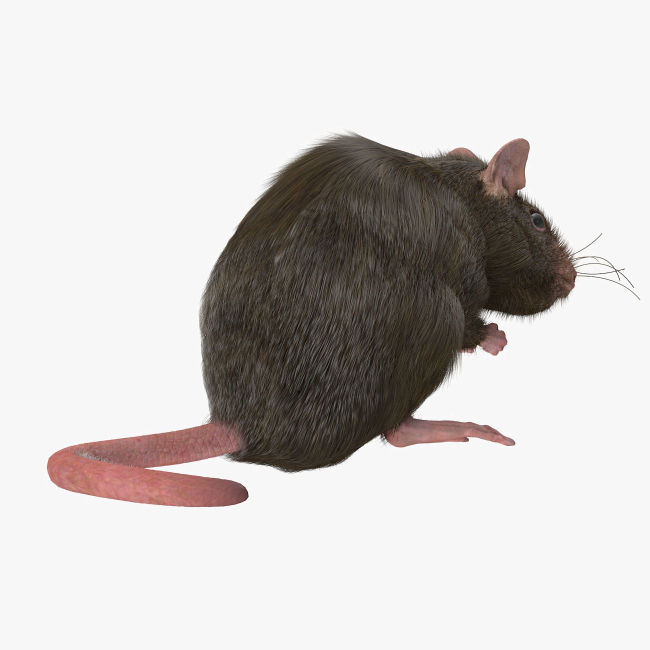 Rat with fur 3D model_5
