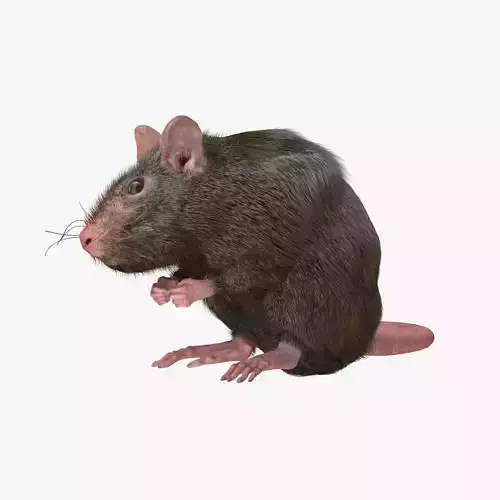 Rat with fur 3D model