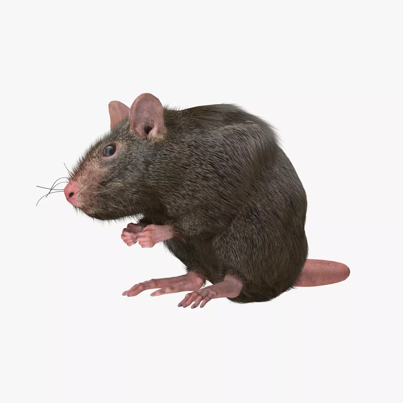 Rat with fur 3D model_0
