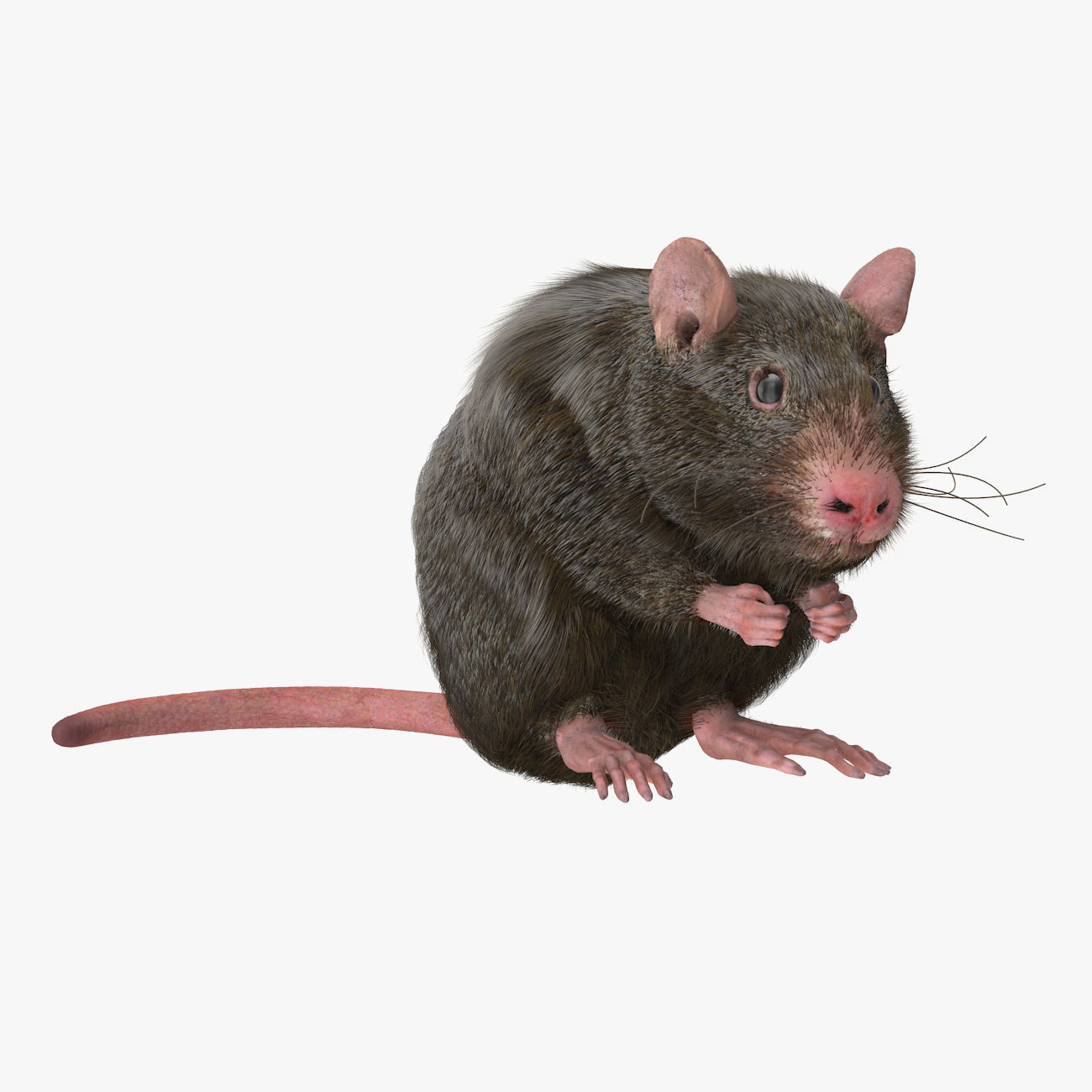 Rat with fur 3D model_4