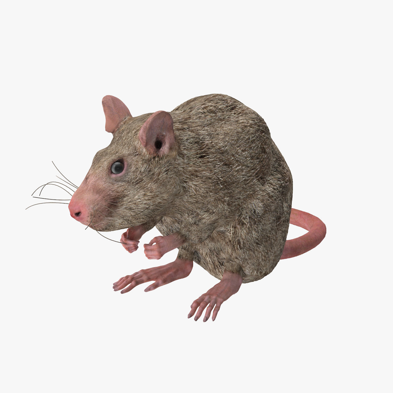 Rat with fur 3D model_10