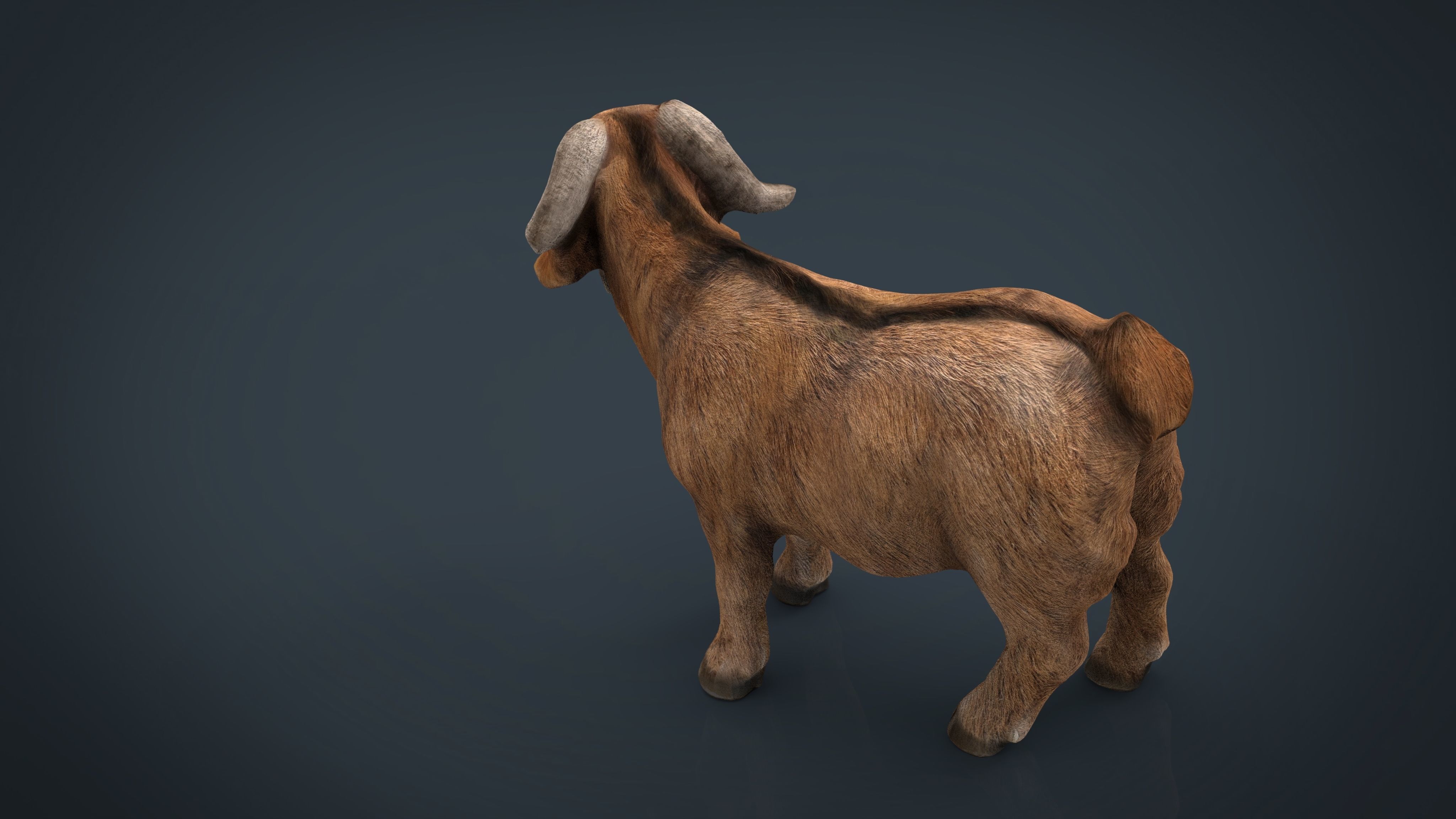 Domestic Goat Low-poly 3D model_13
