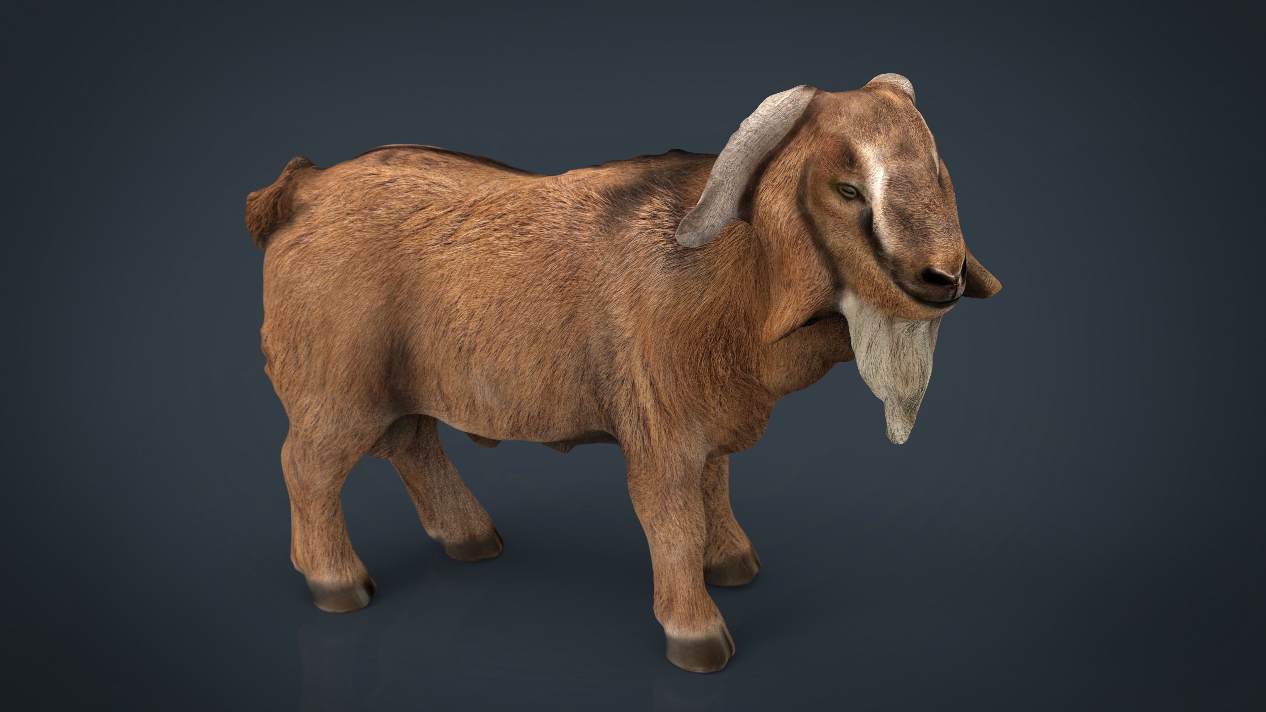 Domestic Goat Low-poly 3D model_10