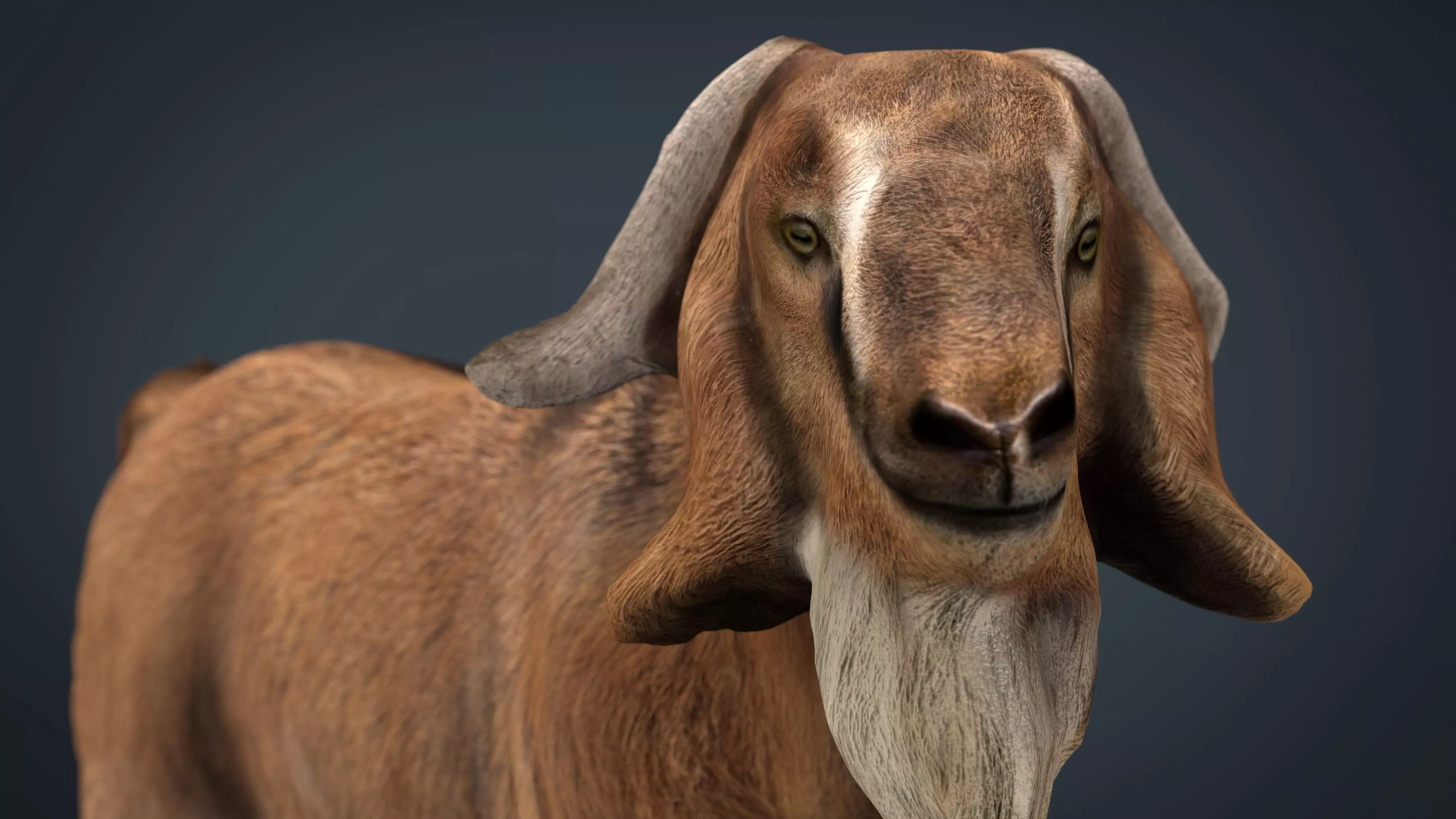 Domestic Goat Low-poly 3D model_0