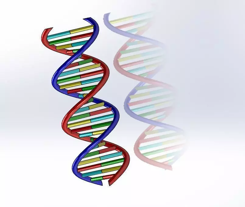 DNA strand 3D model_0