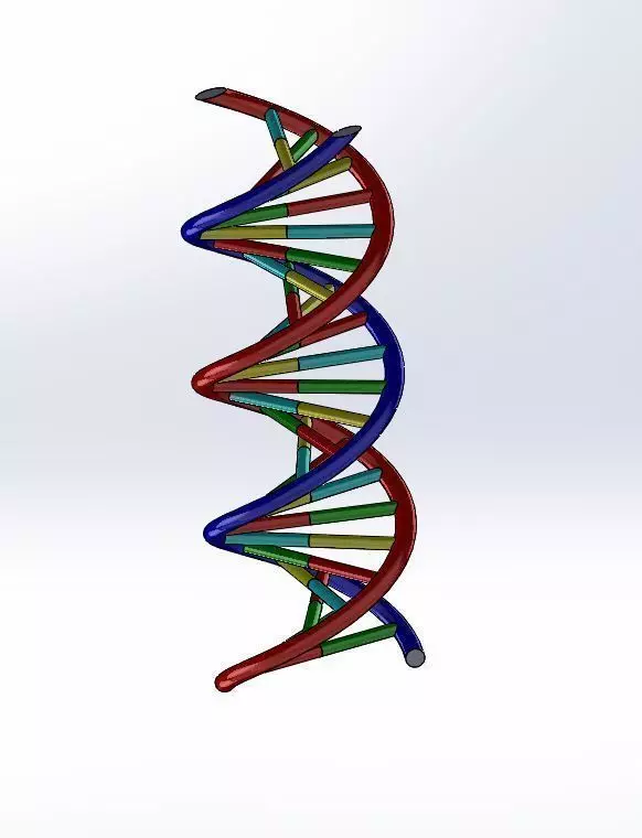 DNA strand 3D model_2