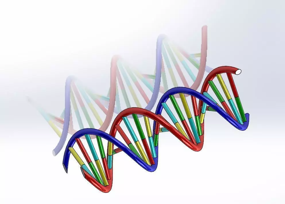 DNA strand 3D model_6