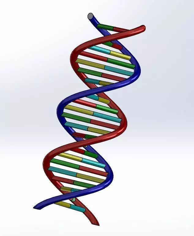DNA strand 3D model_5