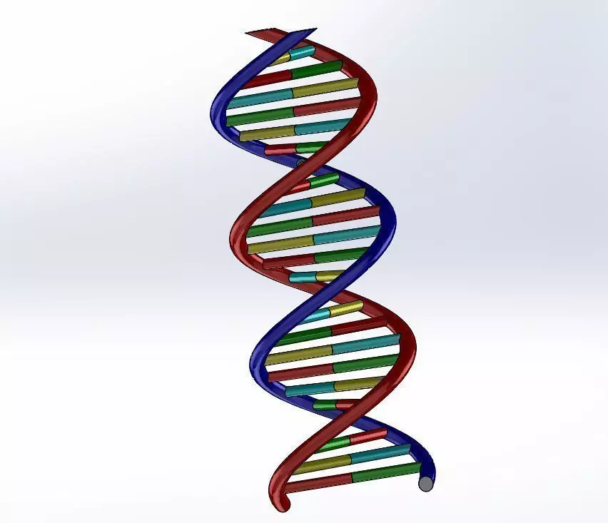DNA strand 3D model_1