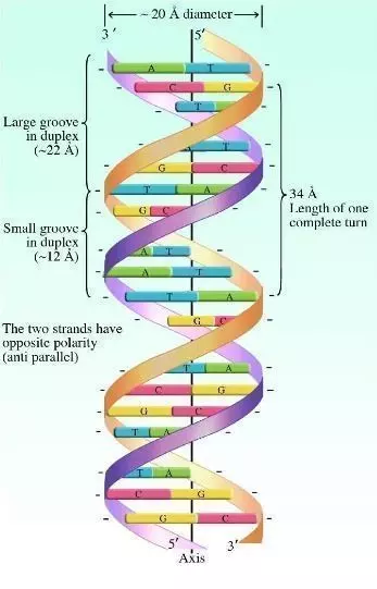 DNA strand 3D model_4