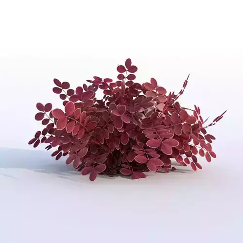 Plant Berberys Garden Low-poly 3D model