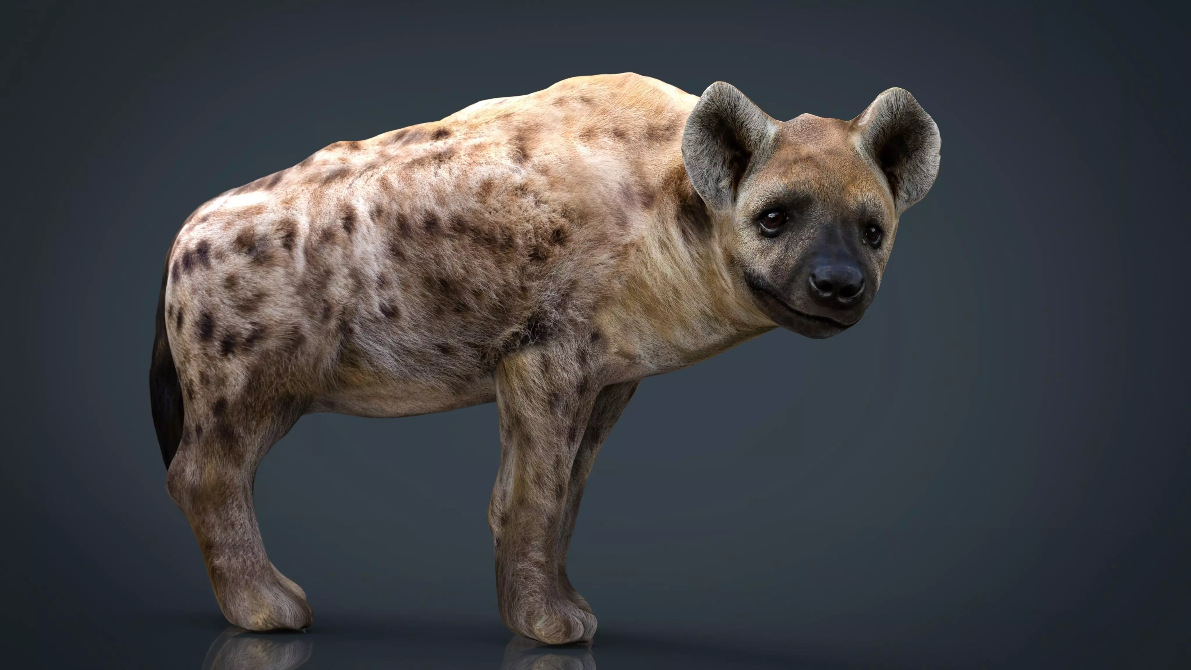 Hyena Low-poly 3D model_0