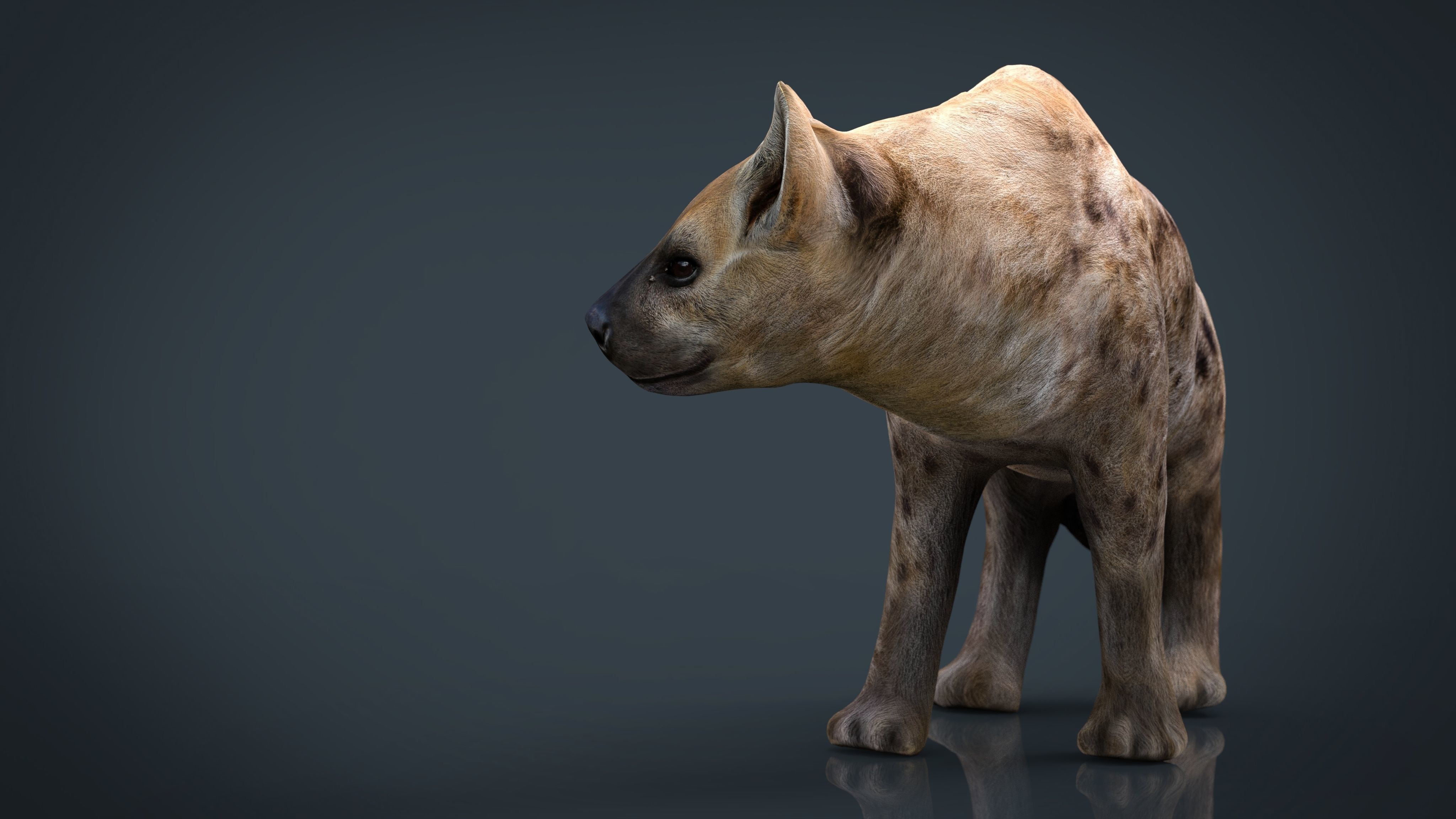 Hyena Low-poly 3D model_10
