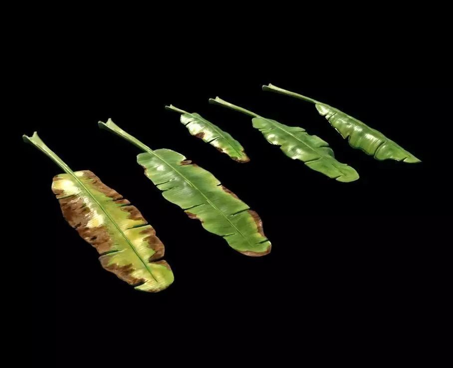 Banana leaves Low-poly 3D model_0