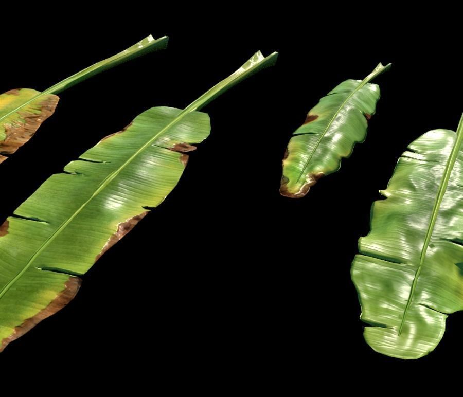 Banana leaves Low-poly 3D model_1